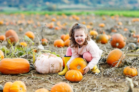 The Great Pumpkin Farm