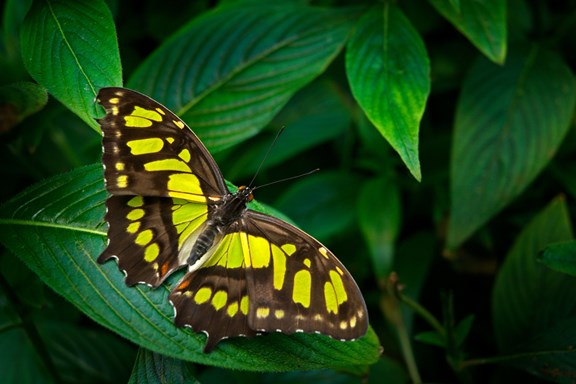 Butterfly Conservatory