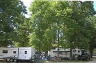 Large Shade Trees