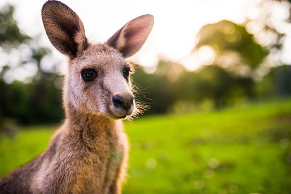 Arnold's Wildlife Rehabilitation Center