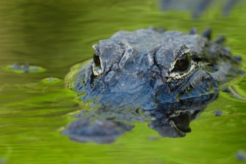 Gatorland