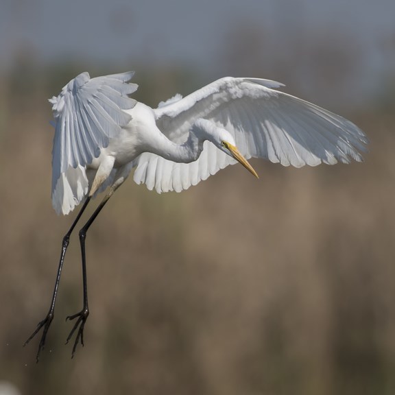 Florida's Freshwater Frontier