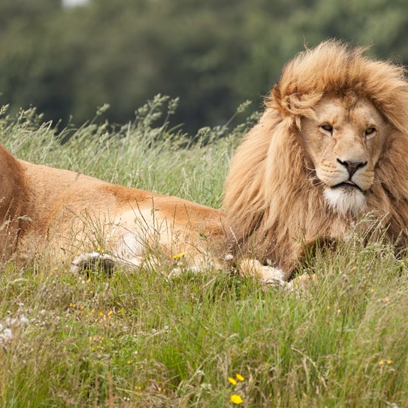 Lion Country Safari