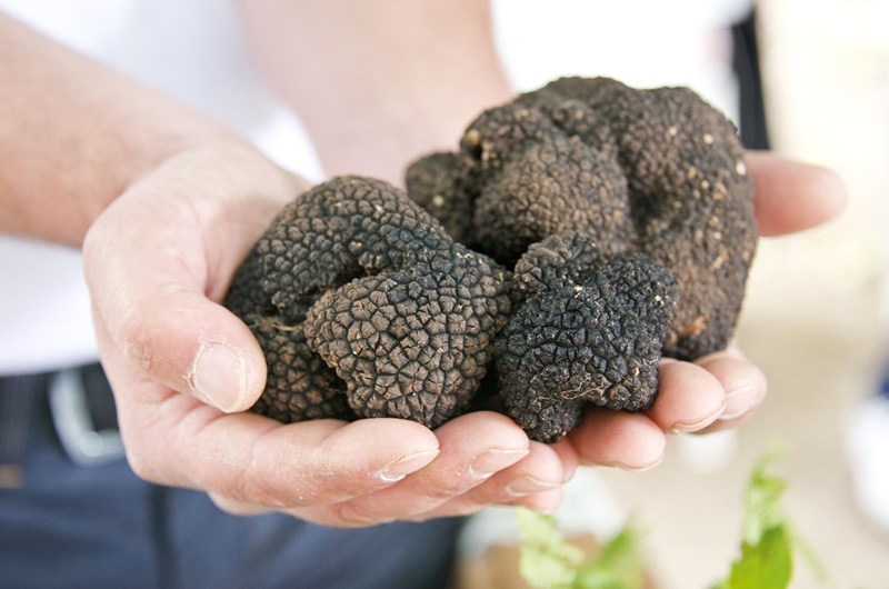 8th Annual Florida Mushroom Festival Event at the Okeechobee KOA