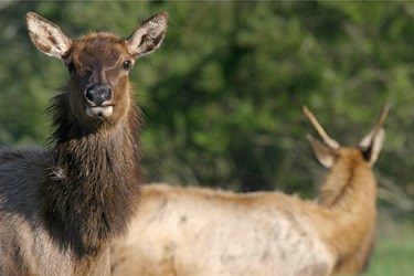Dean Creek Elk Viewing