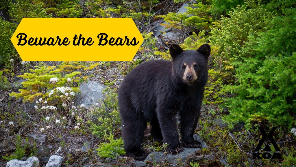 Beware the Bears – Camping in Bear Country