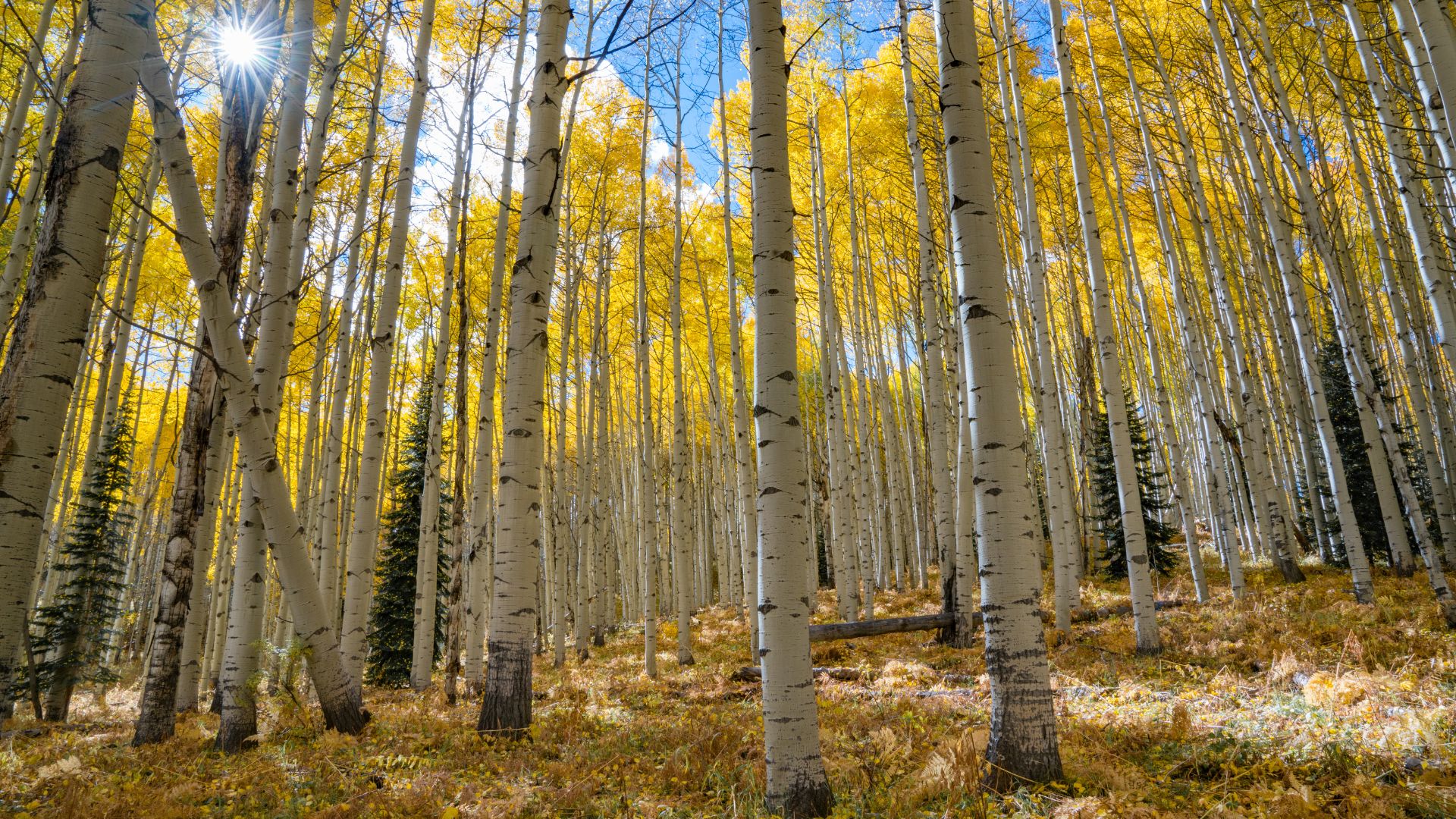 Changing of the Aspens Photo