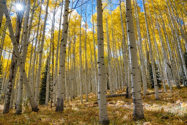 Changing of the Aspens Photo