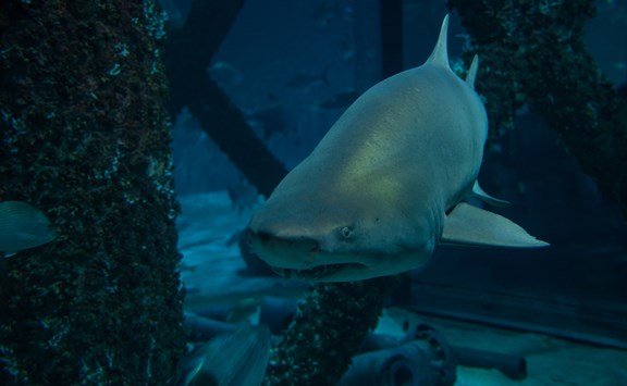 North Carolina Aquarium on Roanoke Island