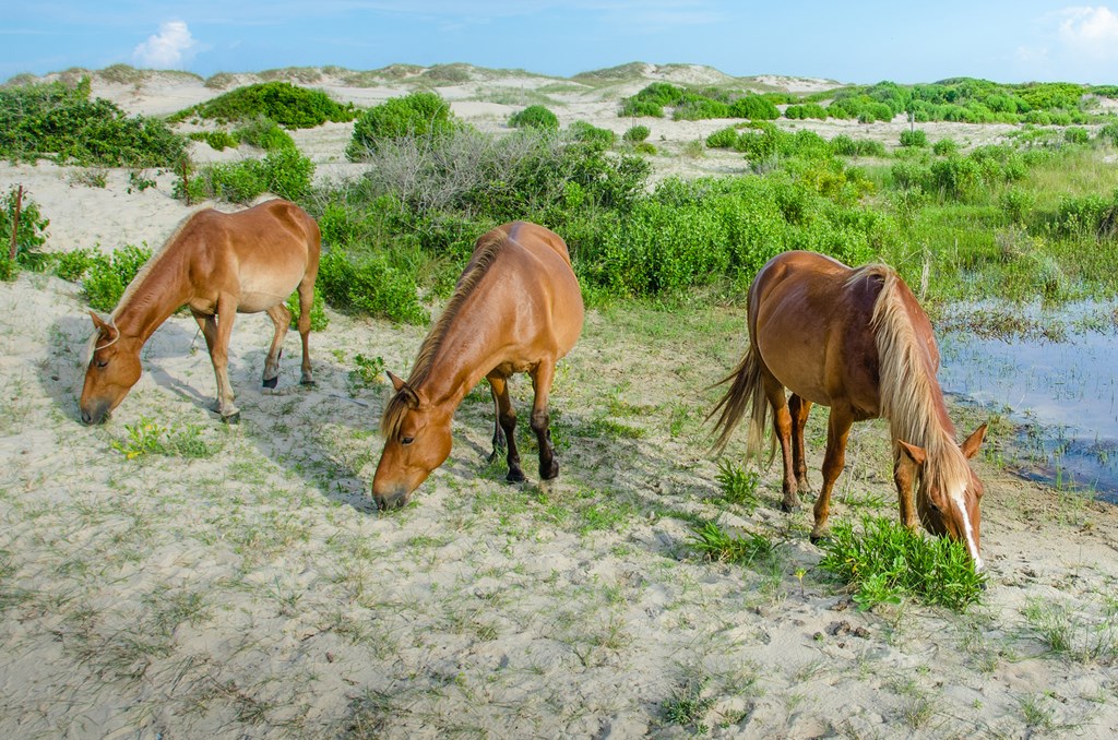 See the Wild Horses of Corolla