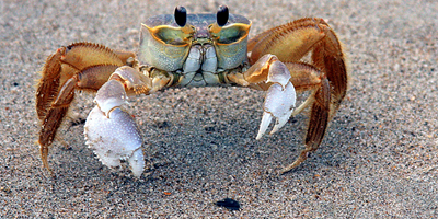 A Quick Guide to Ghost Crab Hunting at the Outer Banks