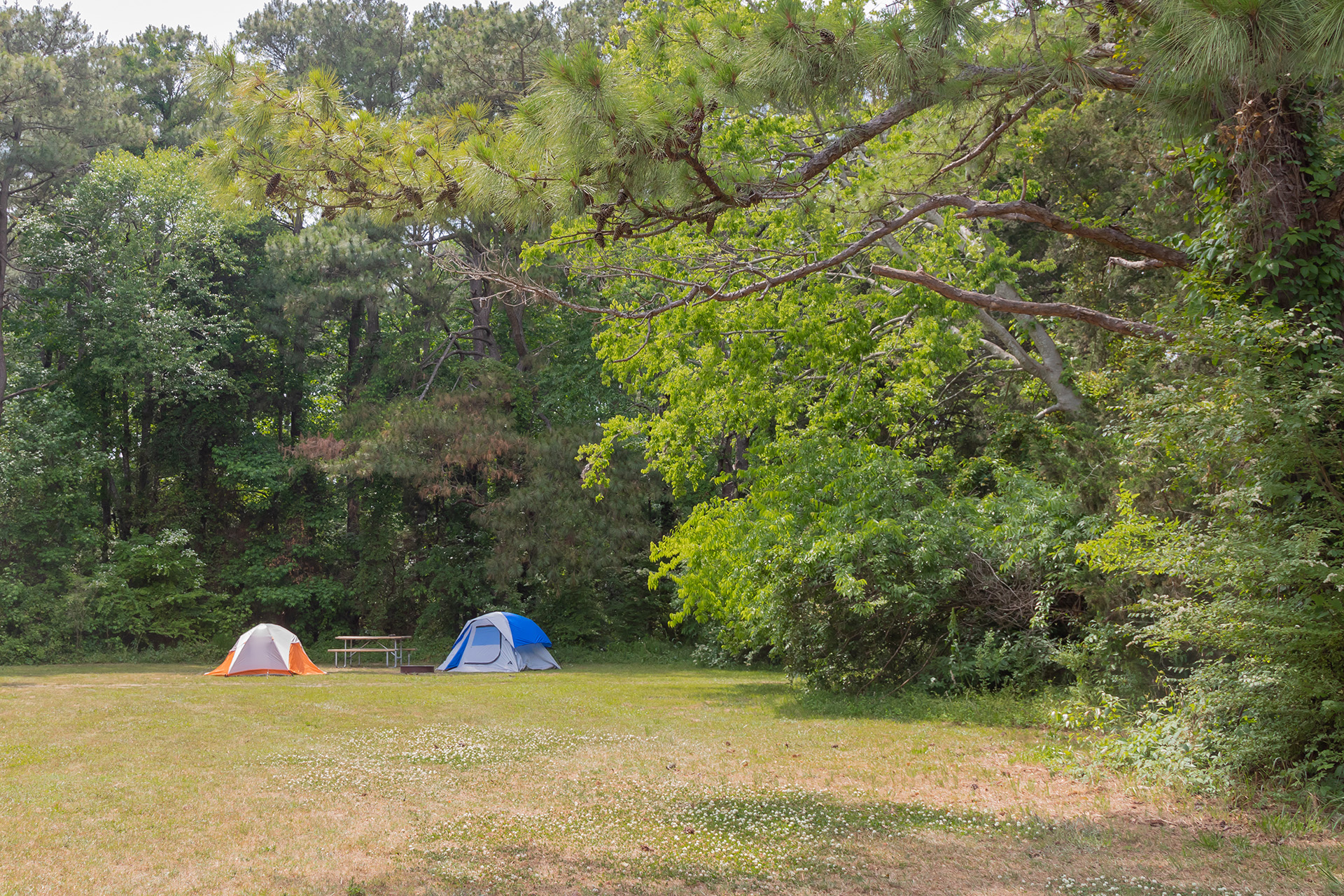 Tent Camping Sites Outer Banks West/Currituck Sound KOA