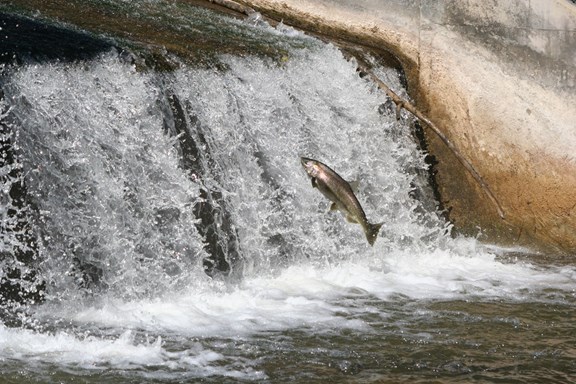 Watching Trout and Salmon Migration