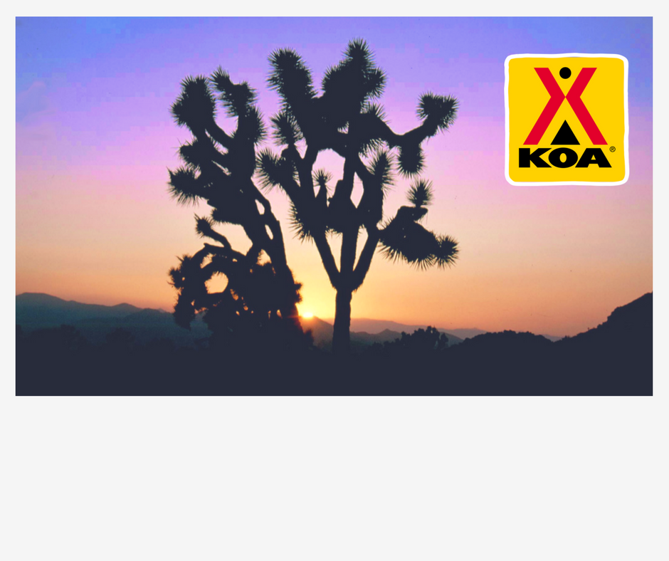 2022 Joshua Tree Best Hike for All Levels of Hikers