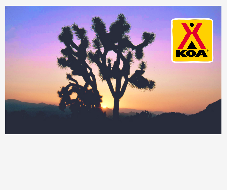 2021 Joshua Tree Best Hike for All Levels of Hikers