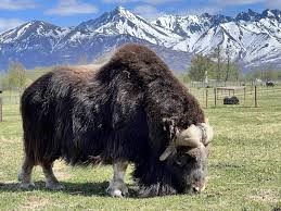 Musk Ox Farm