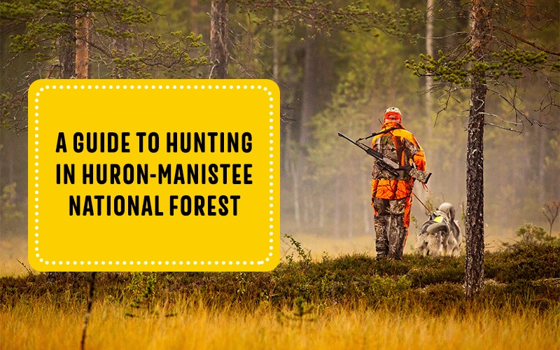 Hunting in HuronManistee National Forest