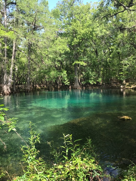 Manatee Springs