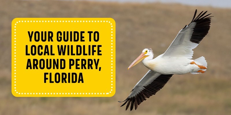 Your Guide to Local Wildlife Around Perry, Florida