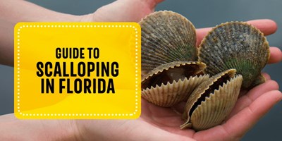 Guide to Scalloping in Florida