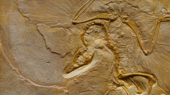 Edelman Fossil Park & Museum