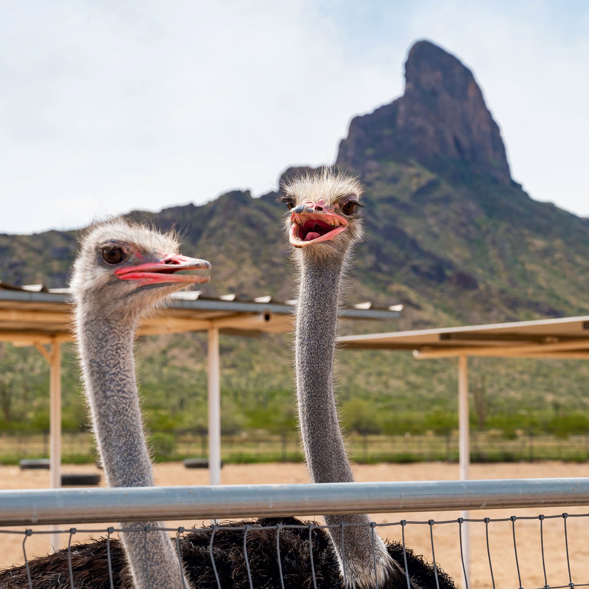 PICACHO / TUCSON NW KOA JOURNEY Picacho photo 5