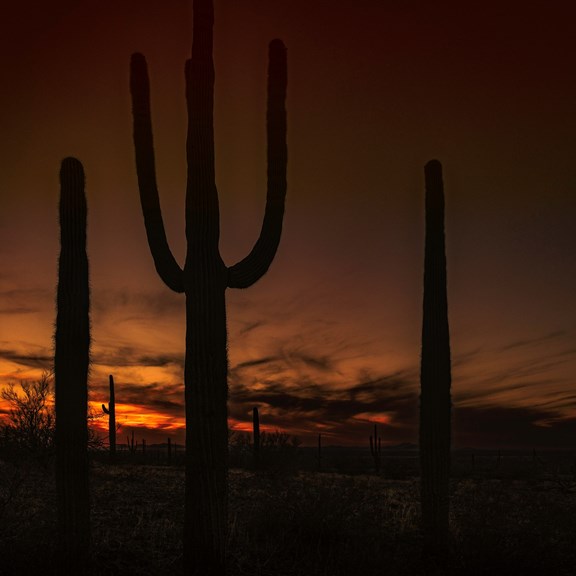Plan a trip to Citrus Park, Arizona
