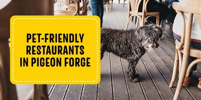 Pet-Friendly Restaurants in Pigeon Forge