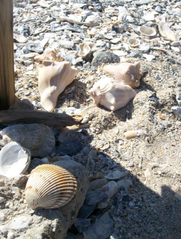 Botany Bay ~ Edisto Island