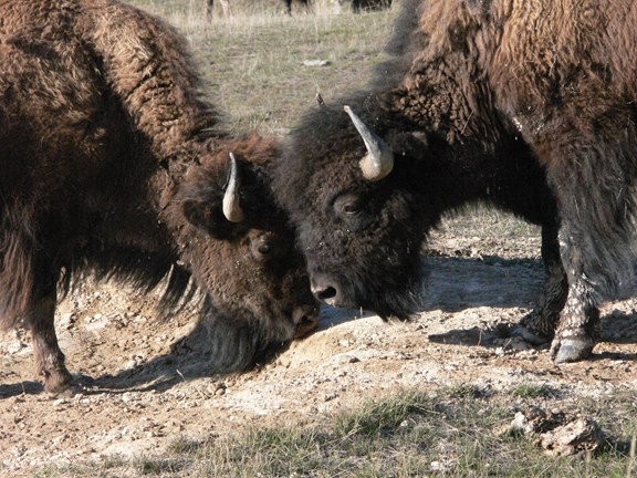 National Bison Range