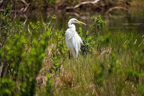 Bird Sanctuary