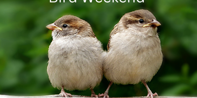 Bird Weekend