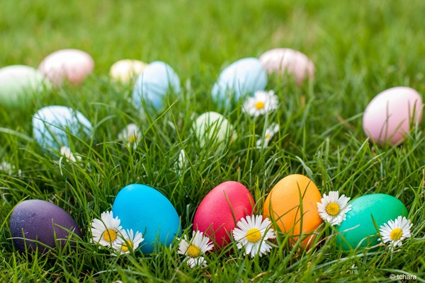 Easter Egg Hunt Photo