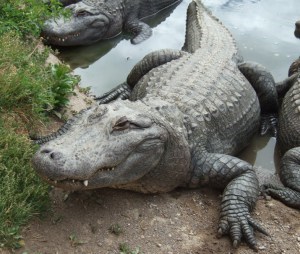 Colorado Gators Alligator Farm
