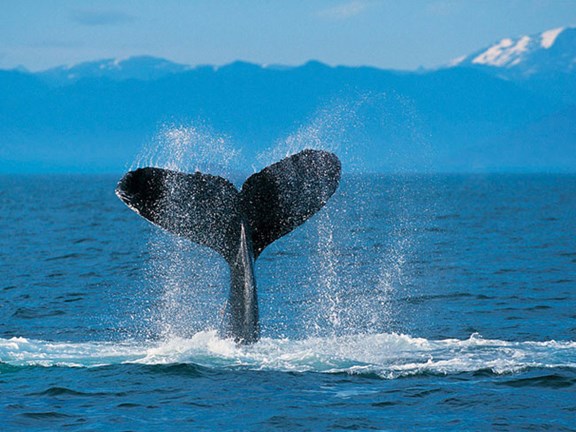 Whale Watching Cruises