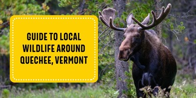 Guide to Local Wildlife Around Quechee, Vermont