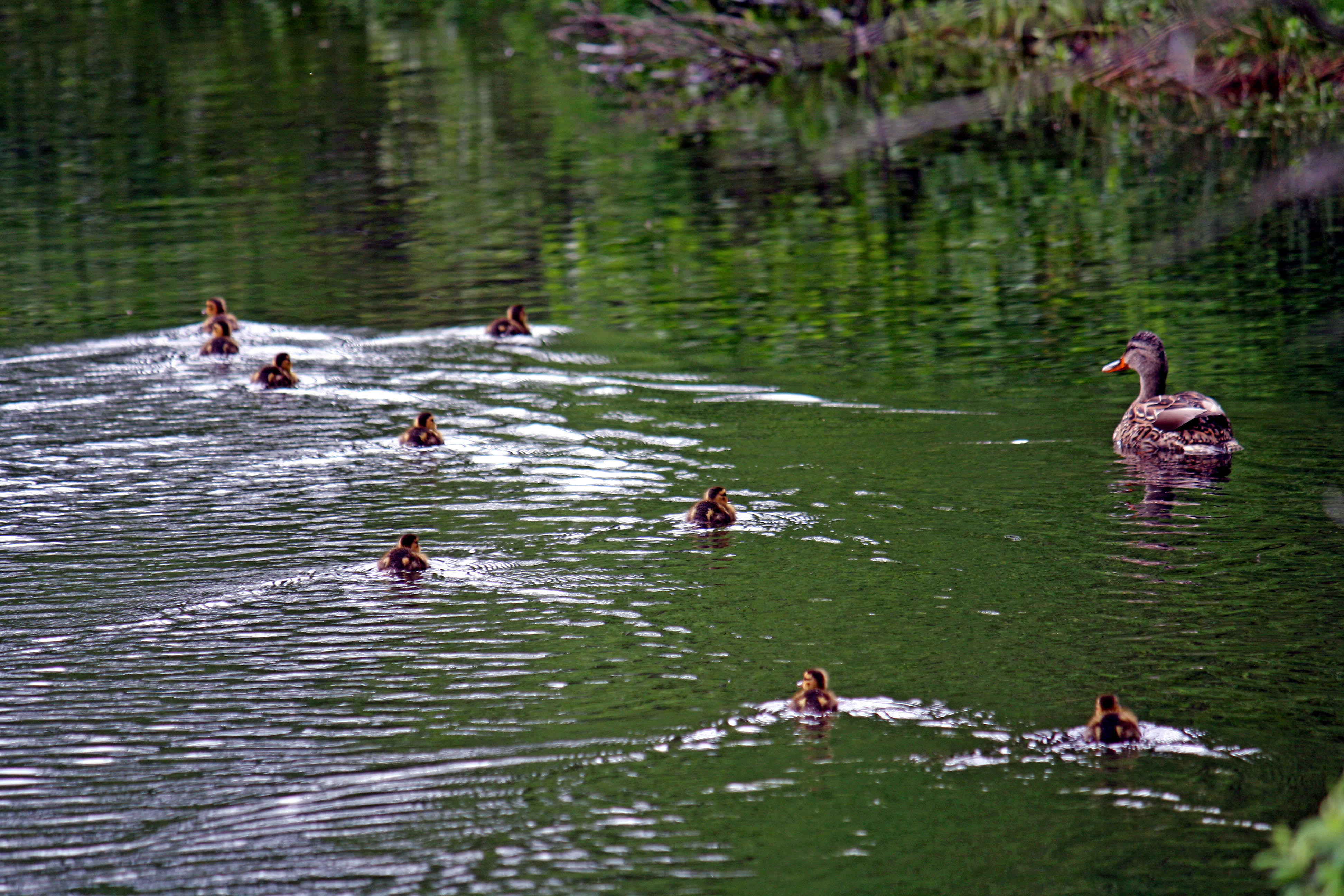 Quechee / Pine Valley KOA Holiday RV Campground in White River