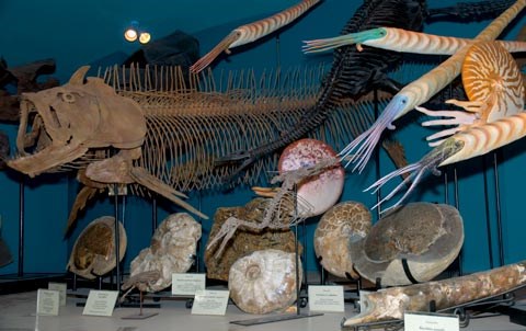 Museum at Black Hills Institute