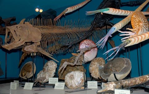 Geology Museum at Black Hills Institute