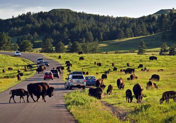 Custer State Park