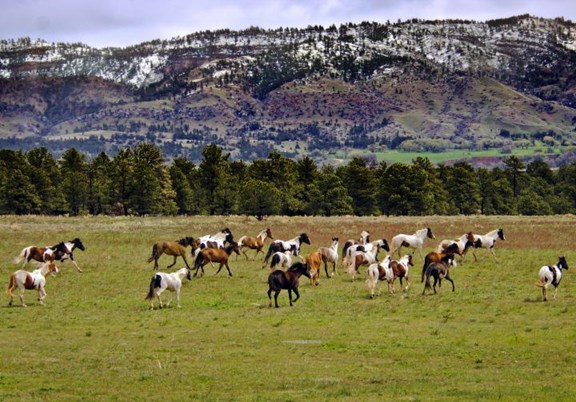 Black Hills Wild Horse Sanctuary