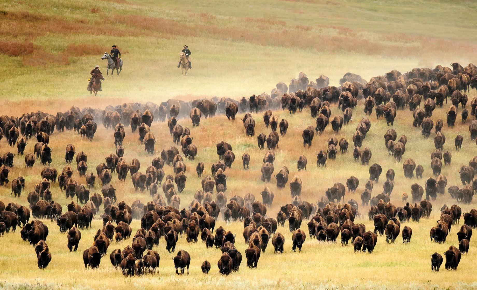 Buffalo Roundup Photo