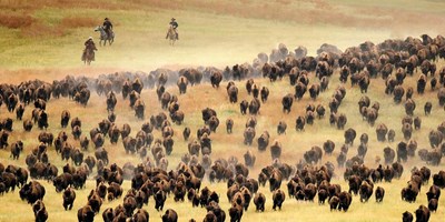 Buffalo Roundup
