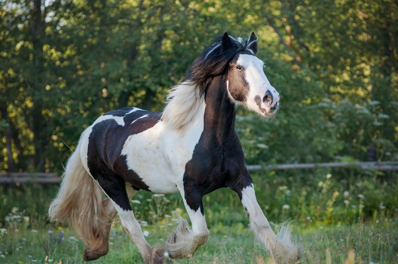 Festival of the Gypsies (Horses) Event at the Red Bluff KOA Journey