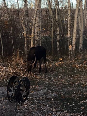 Moose visiting us this morning