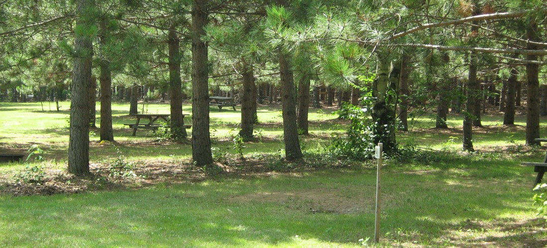 Unserviced tent sites nestled in the rows of pines