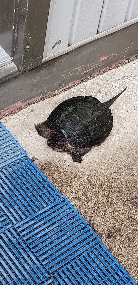 Wildlife at the park