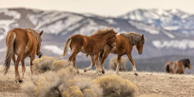 Wild Horses of Northern Nevada