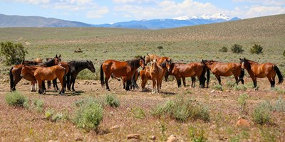 GET A GLIMPSE OF THE WEST ON THESE WILD HORSE TOURS