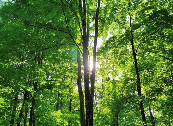 Hayes Arboretum